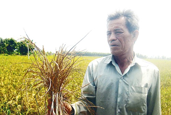 Farmers in Kien Giang Province are in misery because of drought and saline intrusion. (Photo: SGGP)